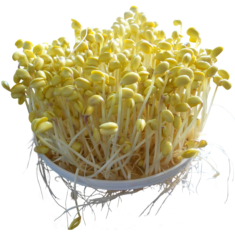 Mung bean sprouts 400g
